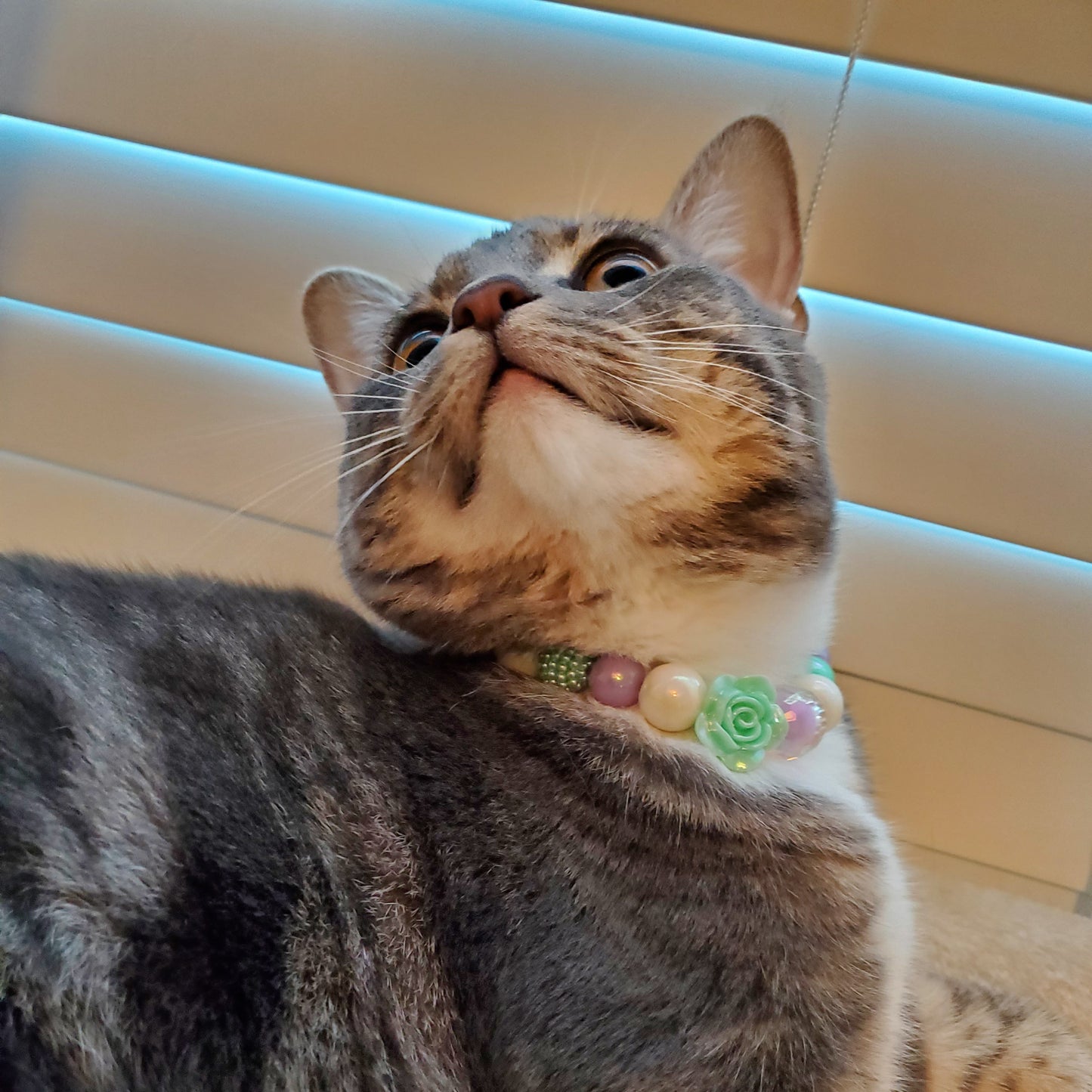 The Zoe Cat Collar